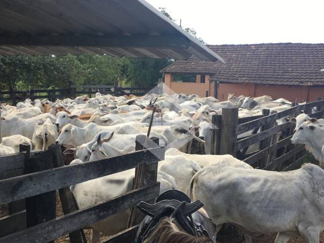 #BENTO 1 - Fazenda para Venda em Araruama - RJ - 3